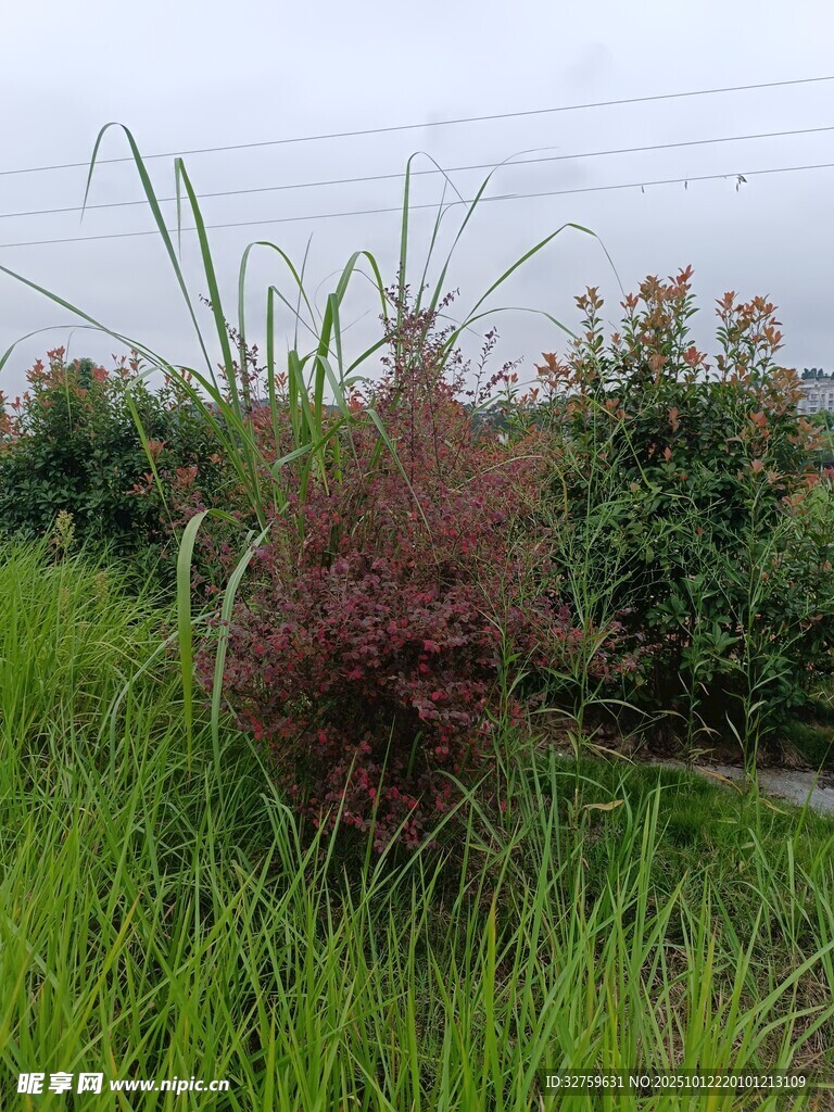 田野中的紫色植物