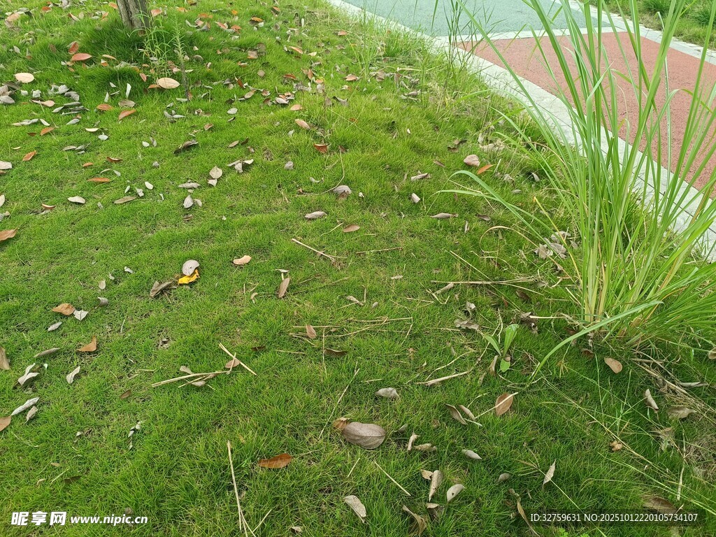 绿茵草地