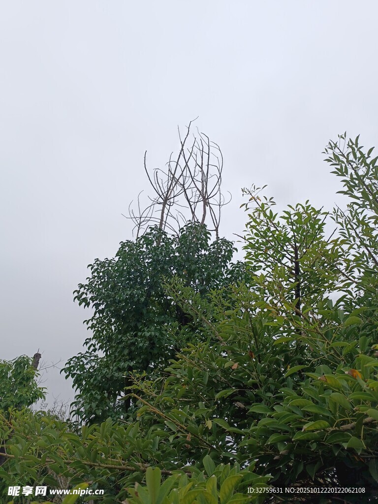 阴天中的茂密树林