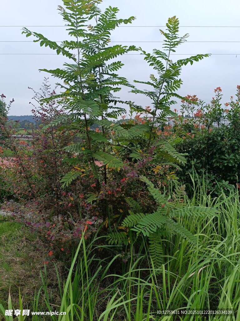 野外生长的高大绿色植物