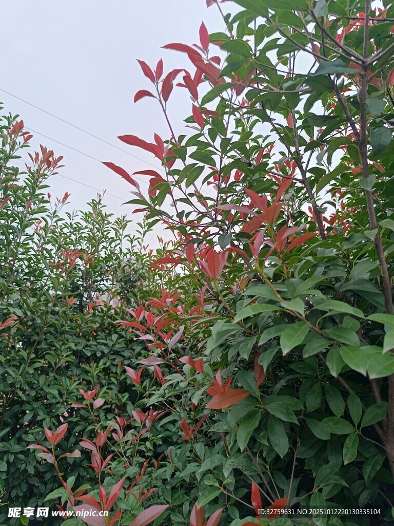 红叶绿植景观