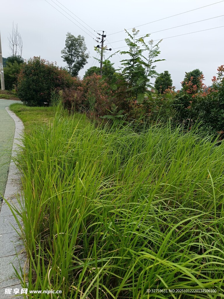 路边茂盛的绿色草丛