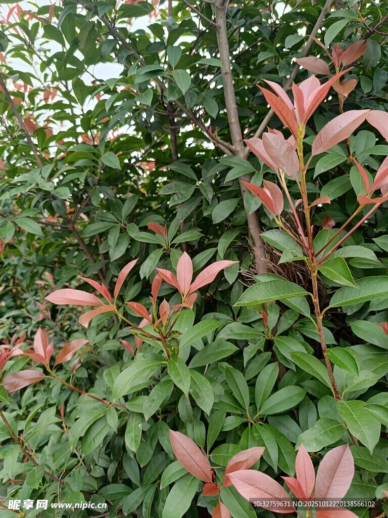 红叶绿叶交织的植物景观