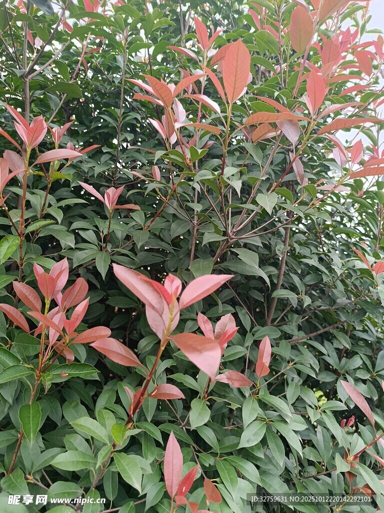 红叶灌木特写