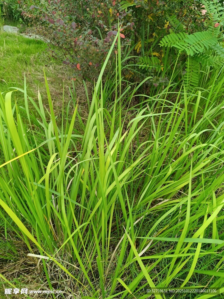 翠绿修长的丛生草本植物