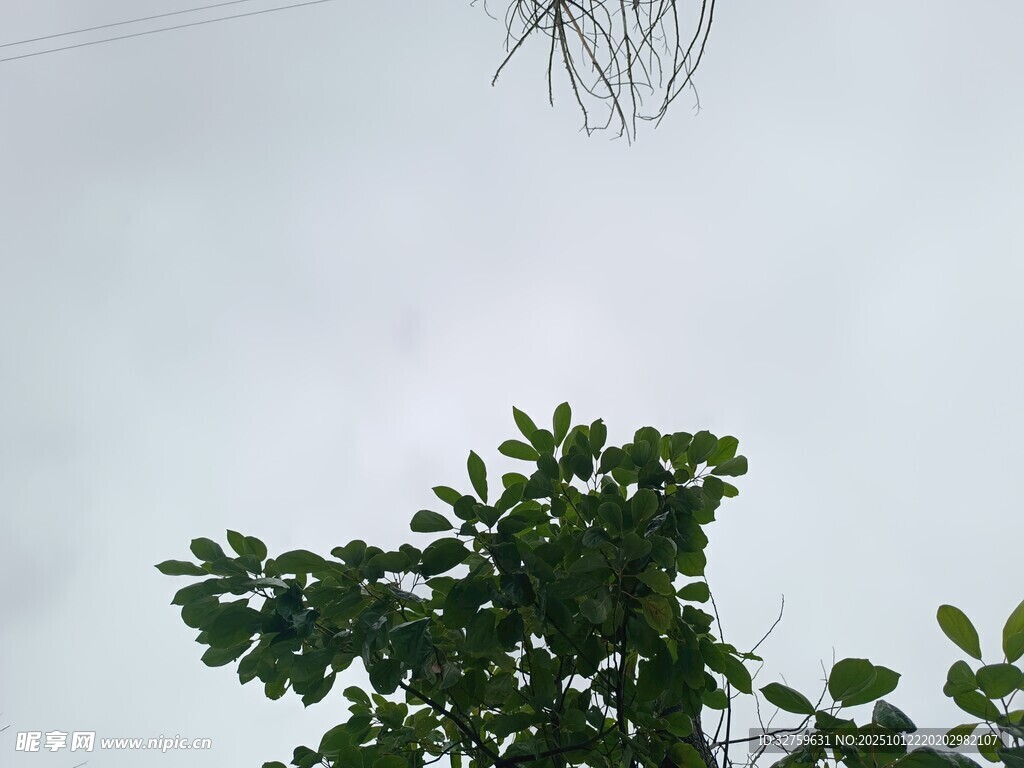 仰视绿树与空中植物根系