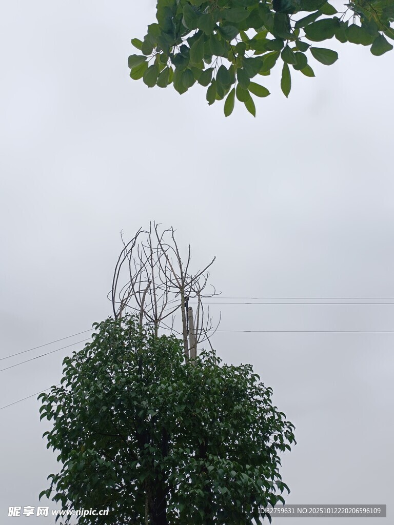 枯树与绿树对比景象