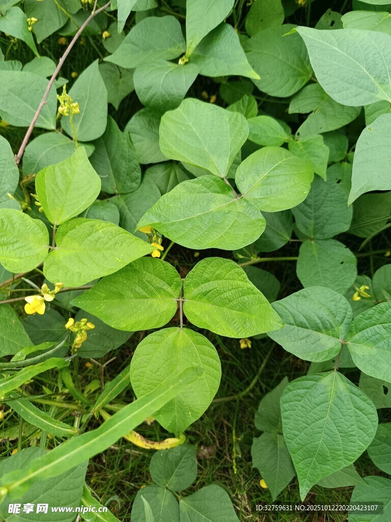 绿叶丛中的黄色小花