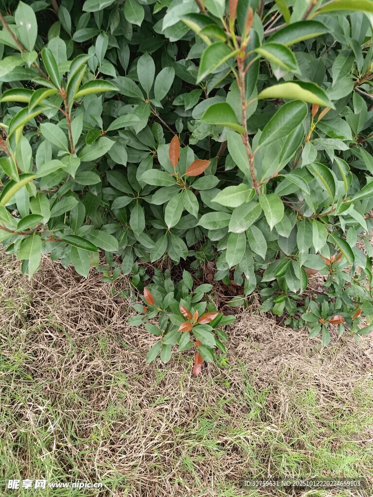 绿叶繁茂的植物景观