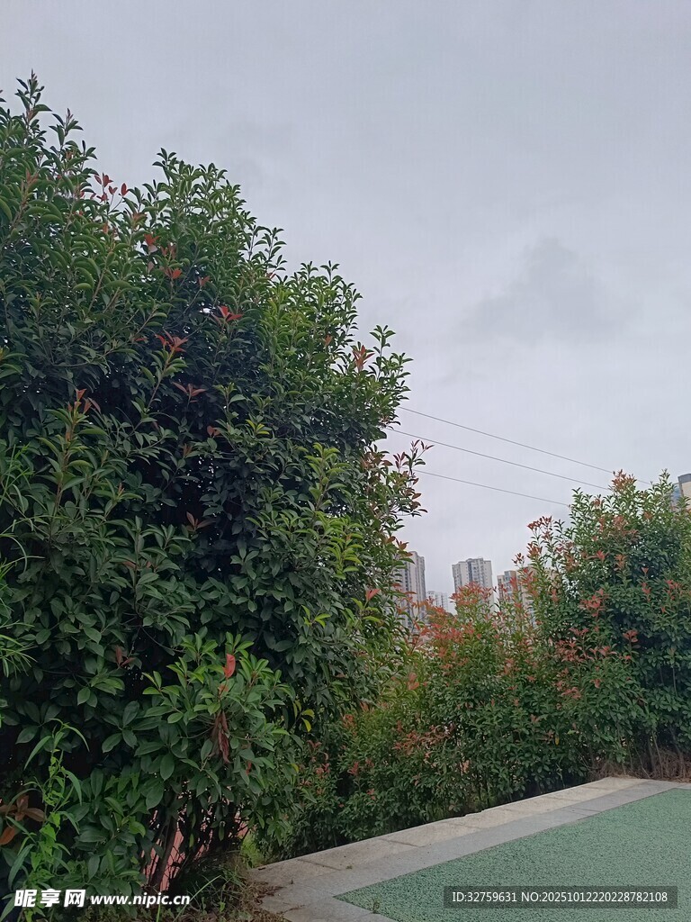 绿树环绕的户外场景