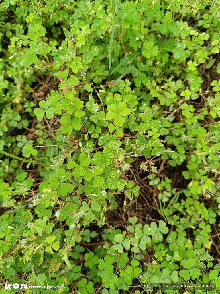 翠绿繁茂的地面植物景观