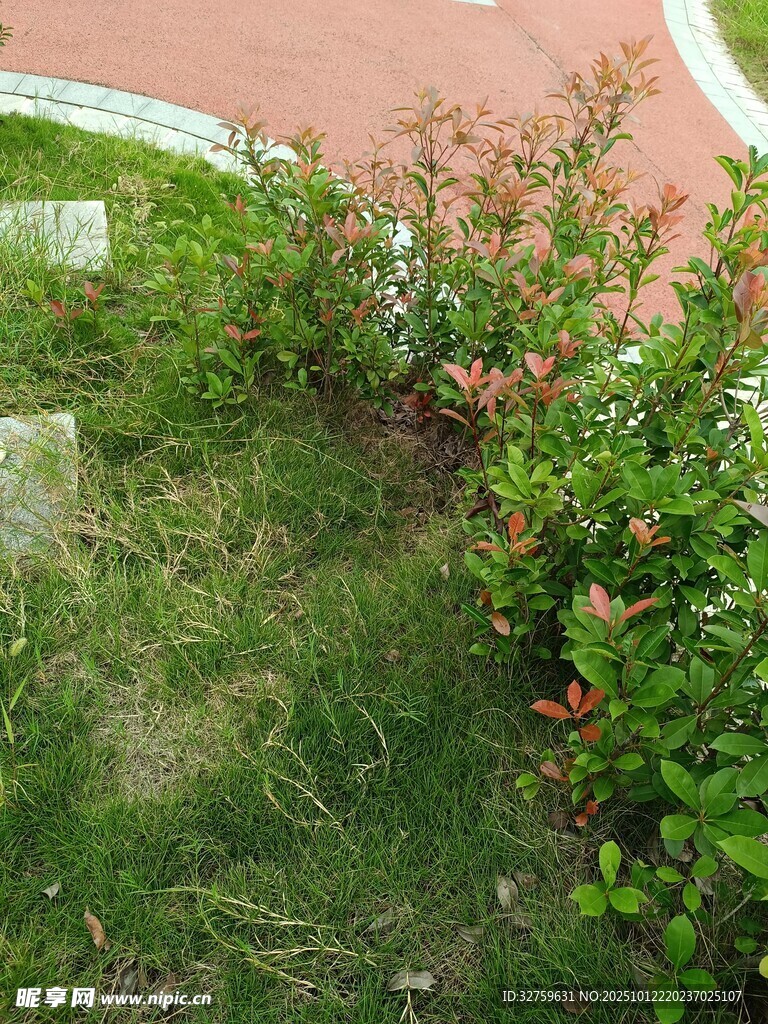 路边绿植景观