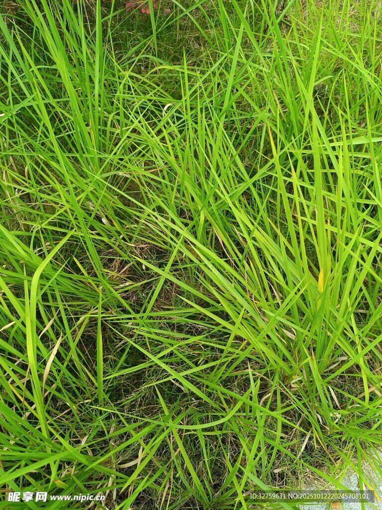 翠绿茂盛的草地