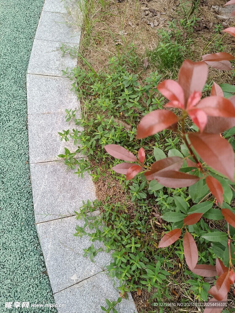 路边红叶绿植景观