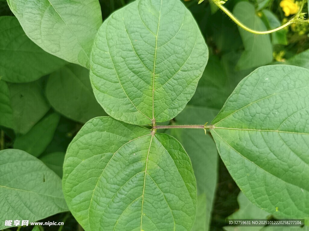 翠绿四叶植物特写