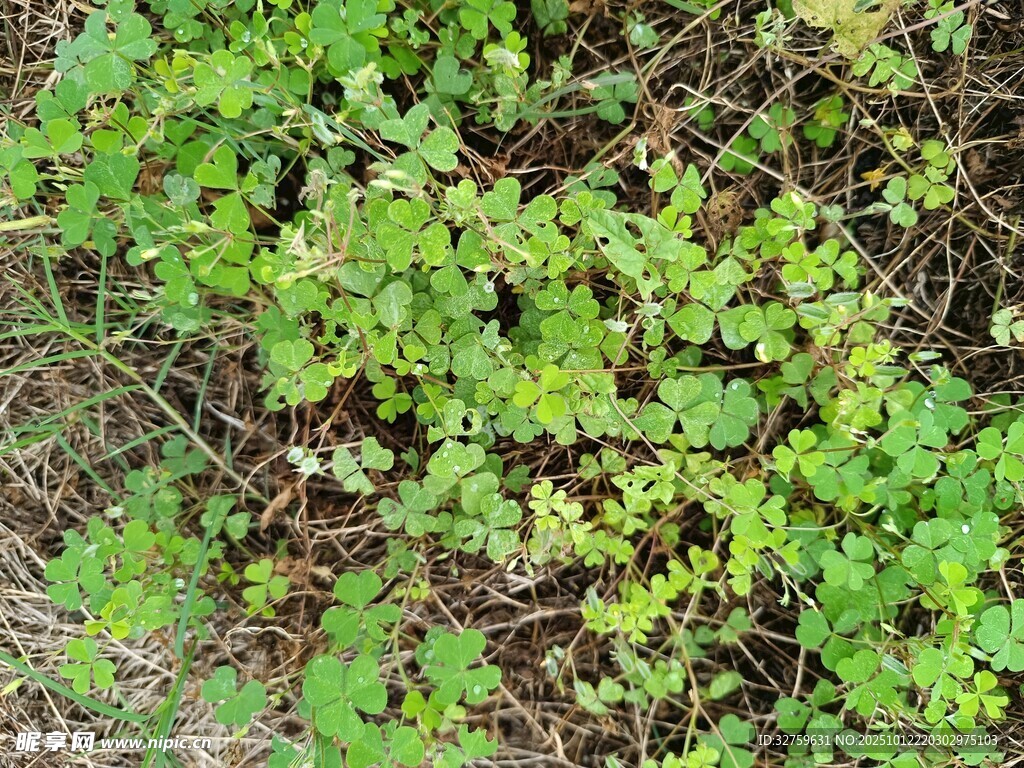 地面上的翠绿植物
