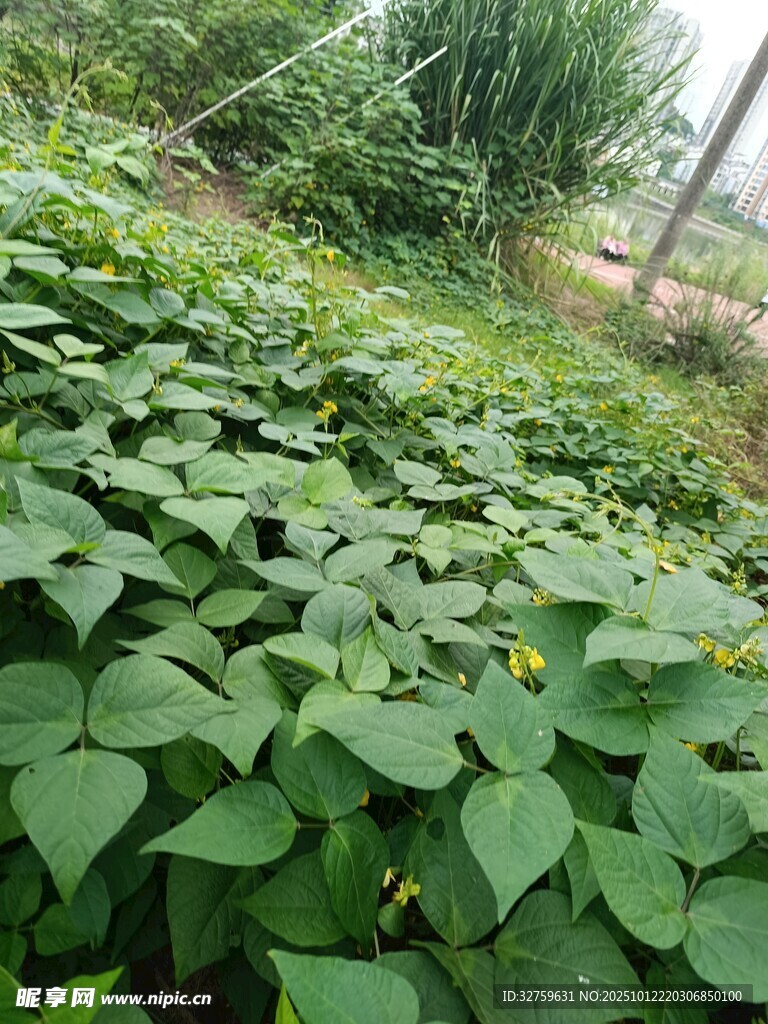 绿叶繁茂的红薯植株