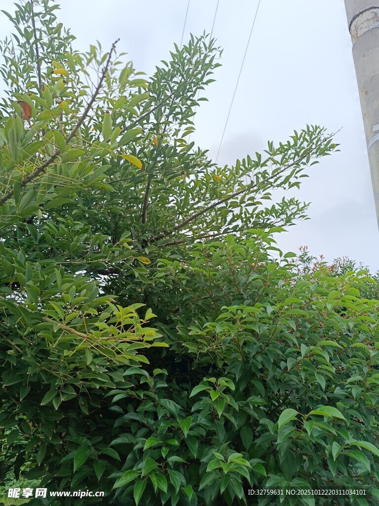绿叶繁茂的自然景象
