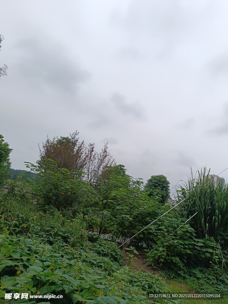 云雾缭绕的绿色植被景观
