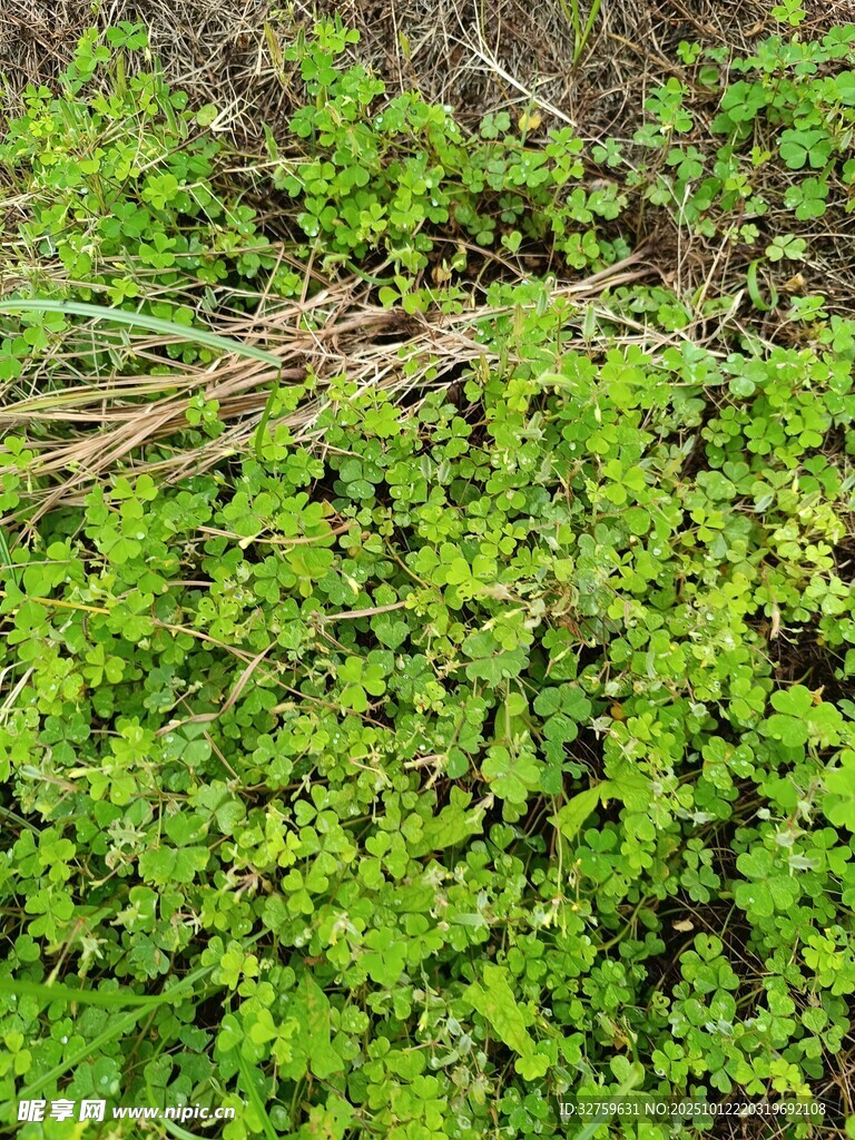 翠绿繁茂的地面植物景观