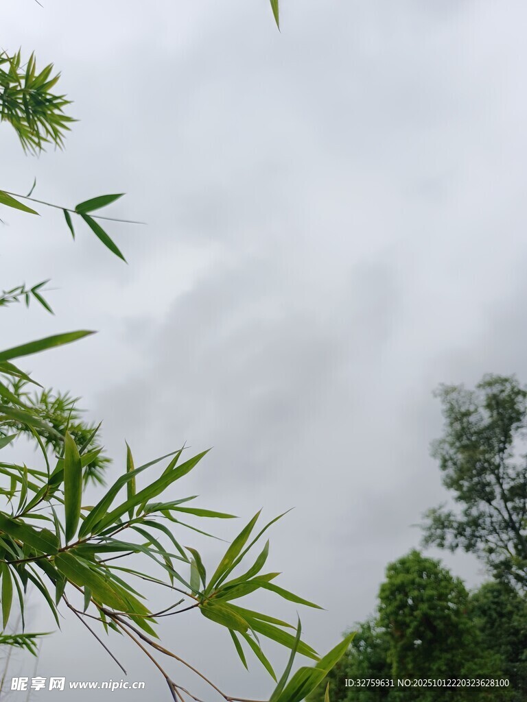 竹叶与天空下的绿植