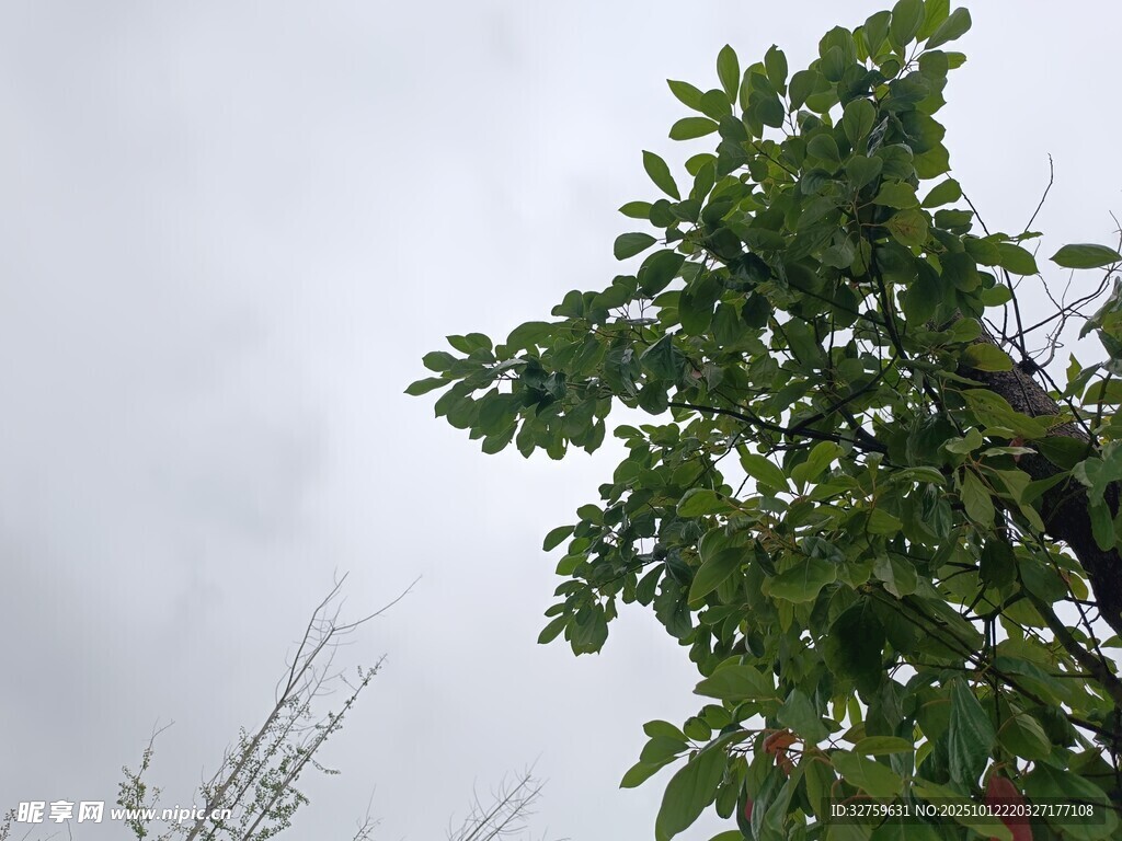 仰视绿树与灰白天空