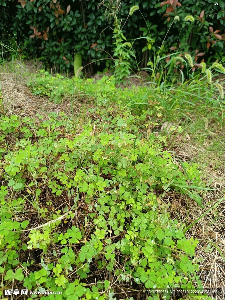 野外繁茂的绿色植物景观