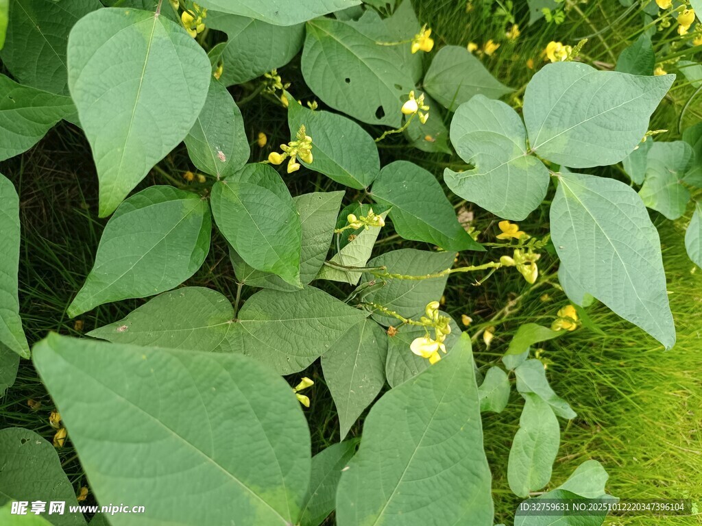 绿叶黄花的植物特写