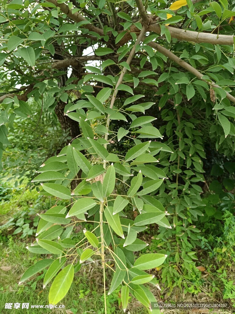 繁茂枝叶的绿色植物