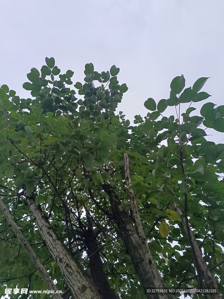 绿叶繁茂的树木