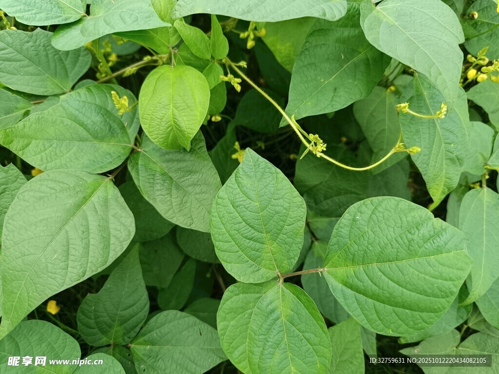绿叶间的灯笼状植物