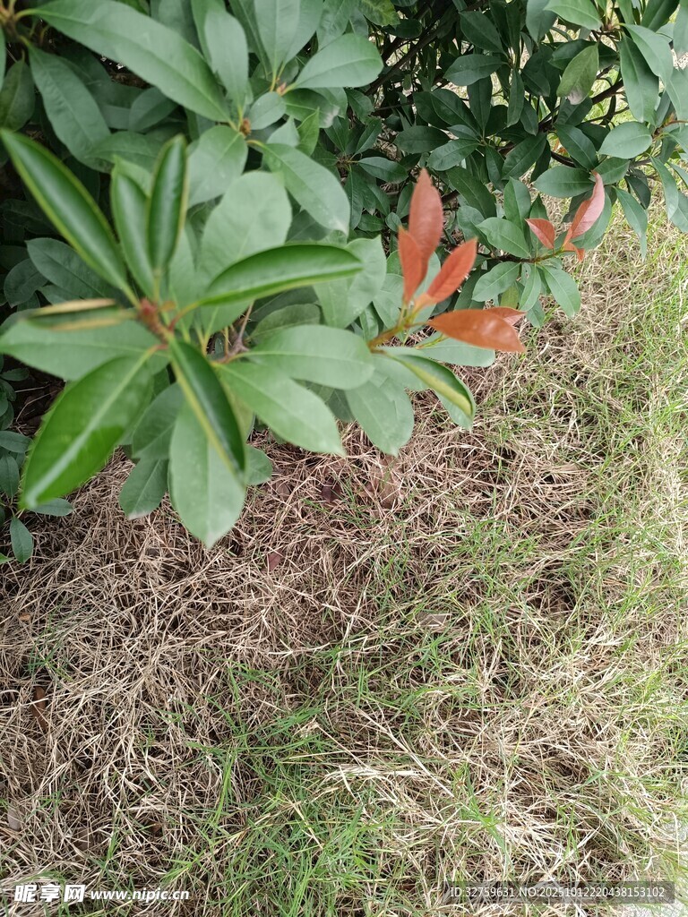 绿叶与地表植物景观