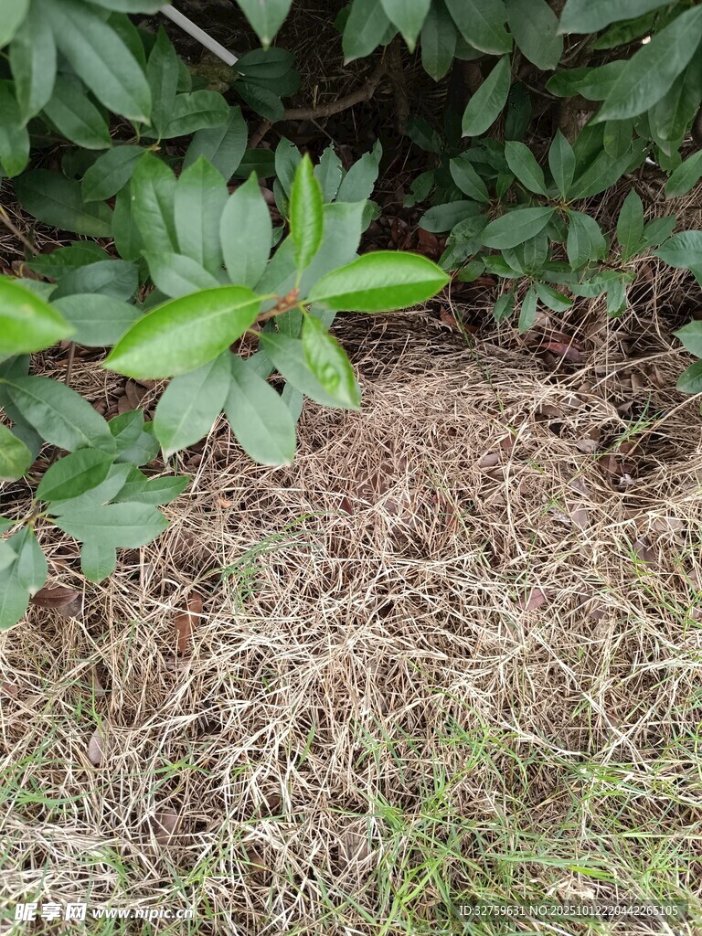 草地旁的绿植景象