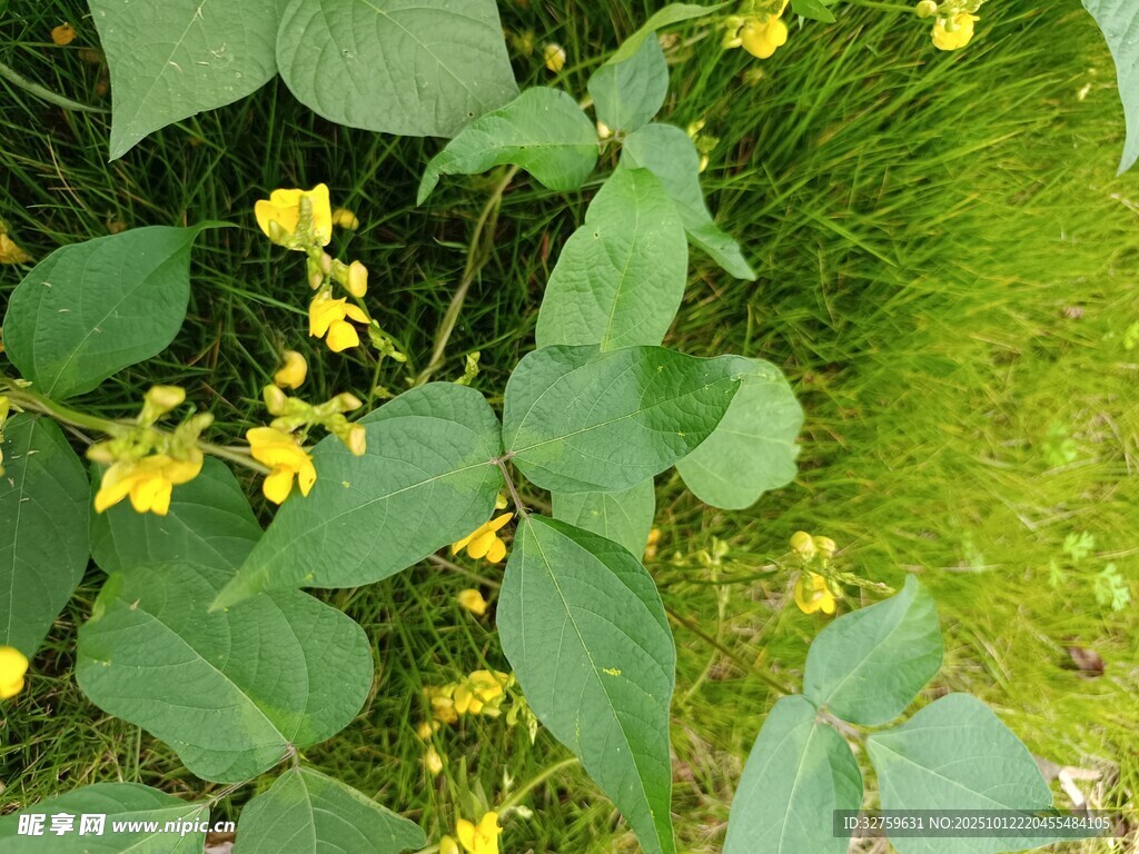 绿叶间的黄色小花绽放