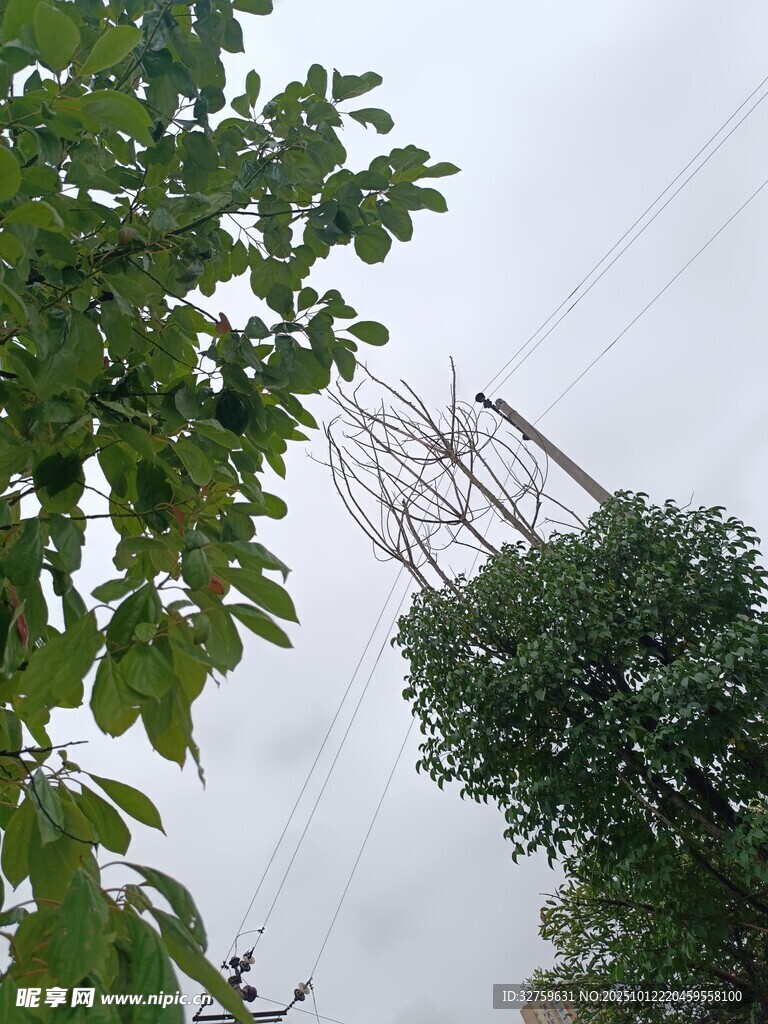 绿树间的高耸输电塔