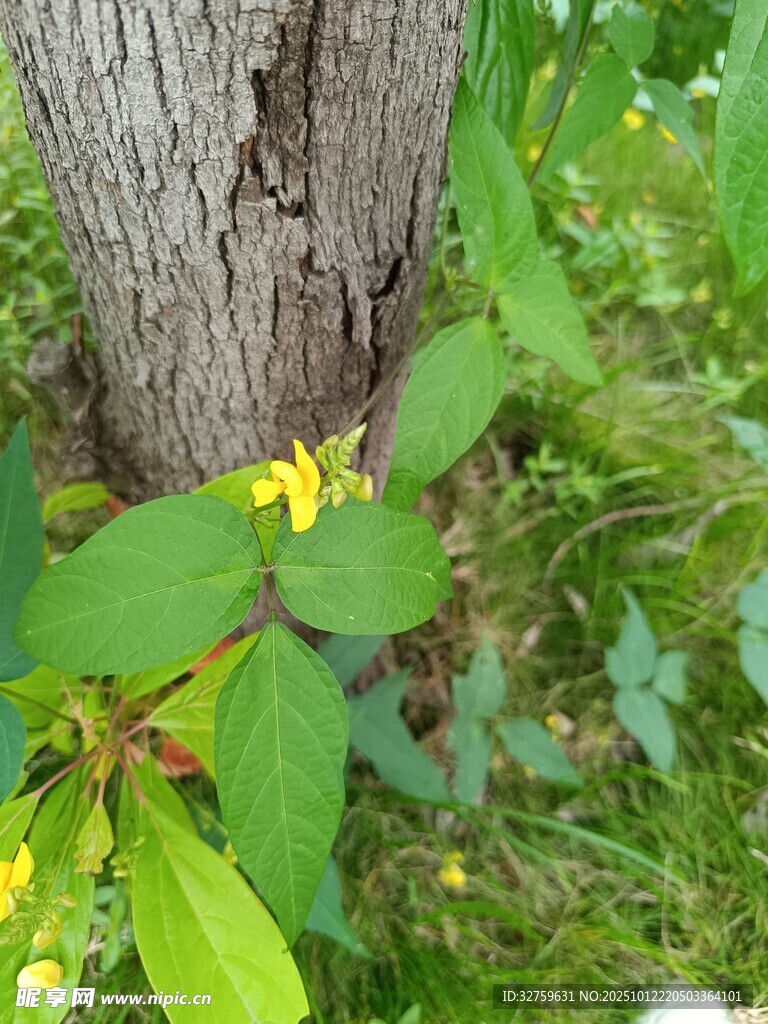 树干旁绽放的黄色小花