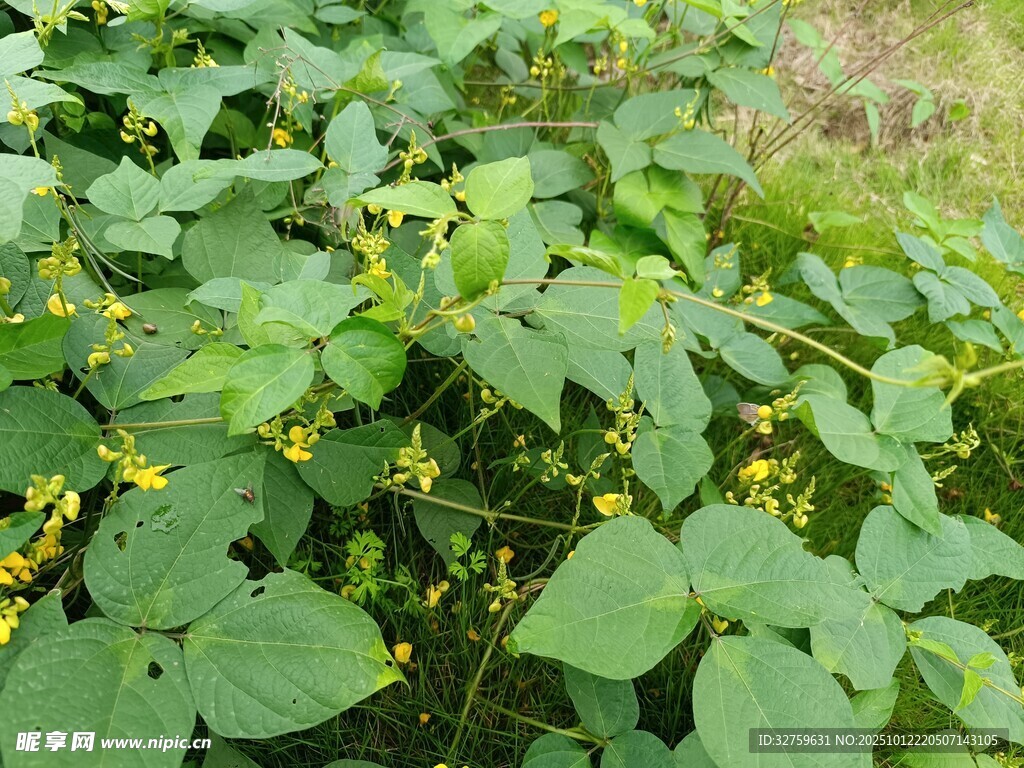 绿叶间的黄色小花植物
