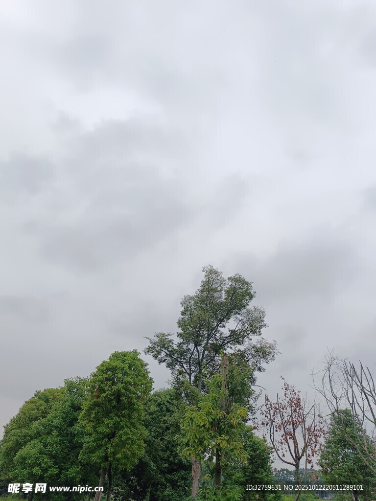 阴天时的葱郁树木景观