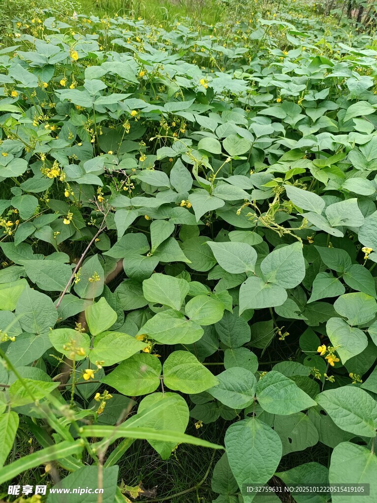 绿意盎然的红薯叶田地