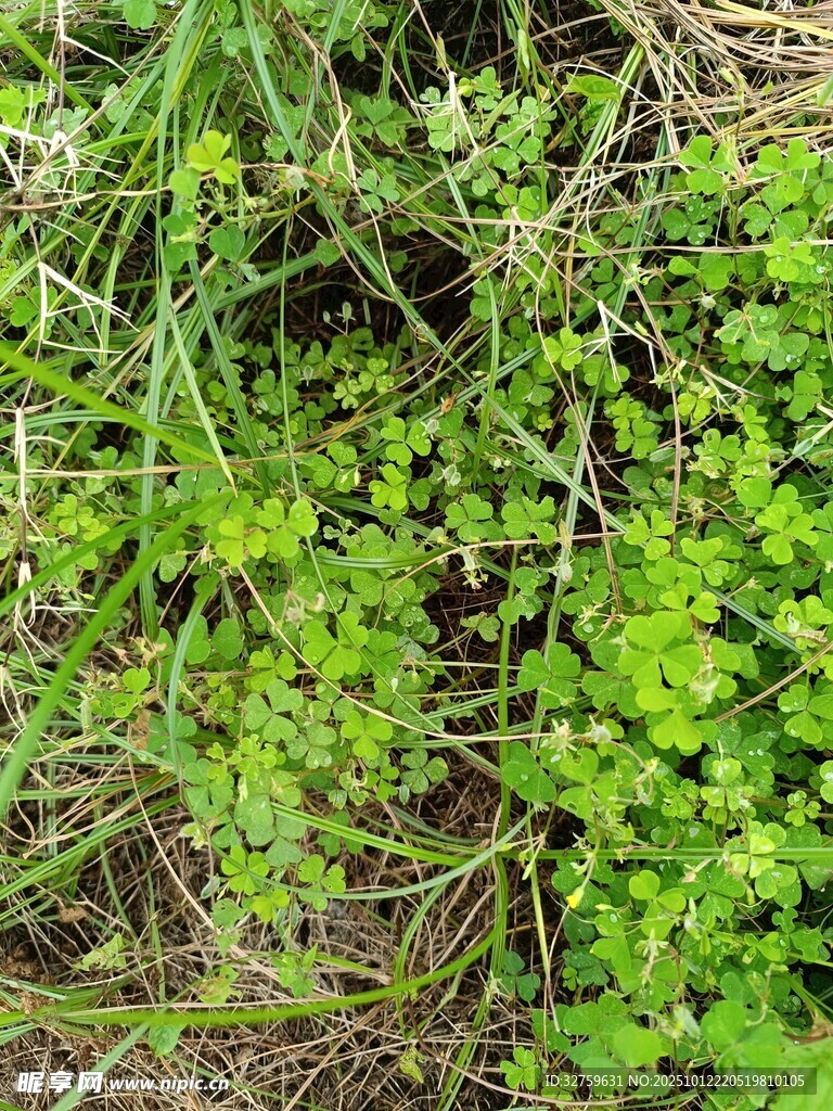 地面嫩绿繁茂的野生植物