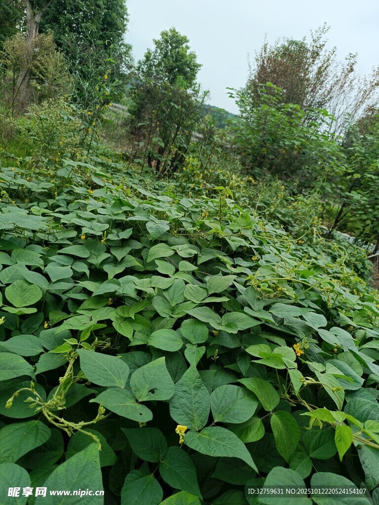 绿叶繁茂的红薯种植地