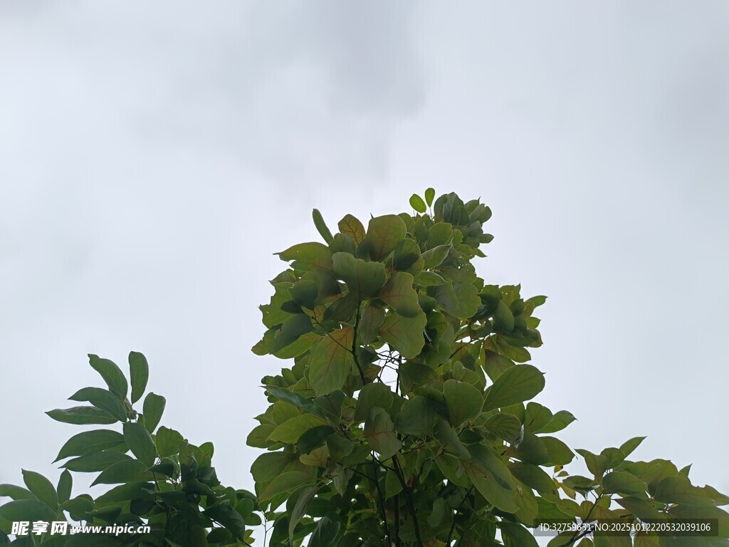 绿叶映灰天