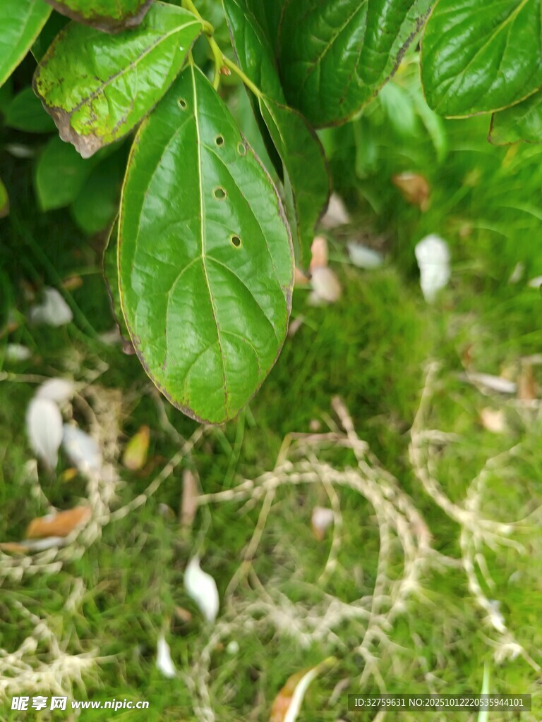 绿叶覆于苔藓之上