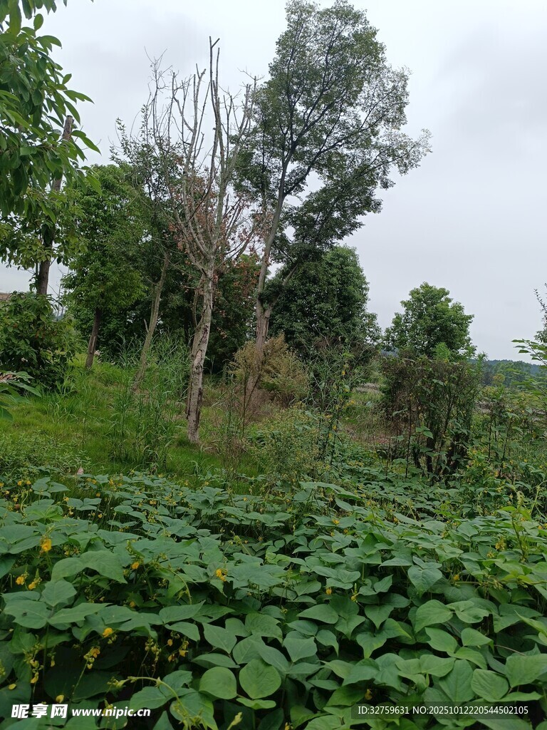 乡村绿意盎然的植物景观