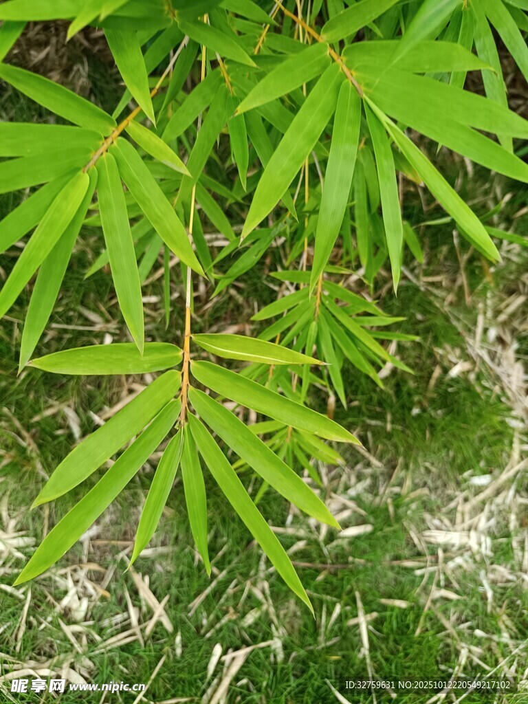 翠绿枫叶特写