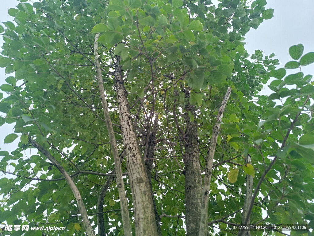 高大葱郁的树木景观