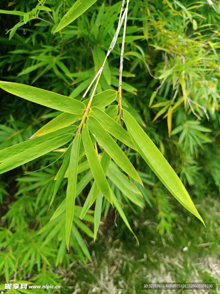 翠绿竹叶特写