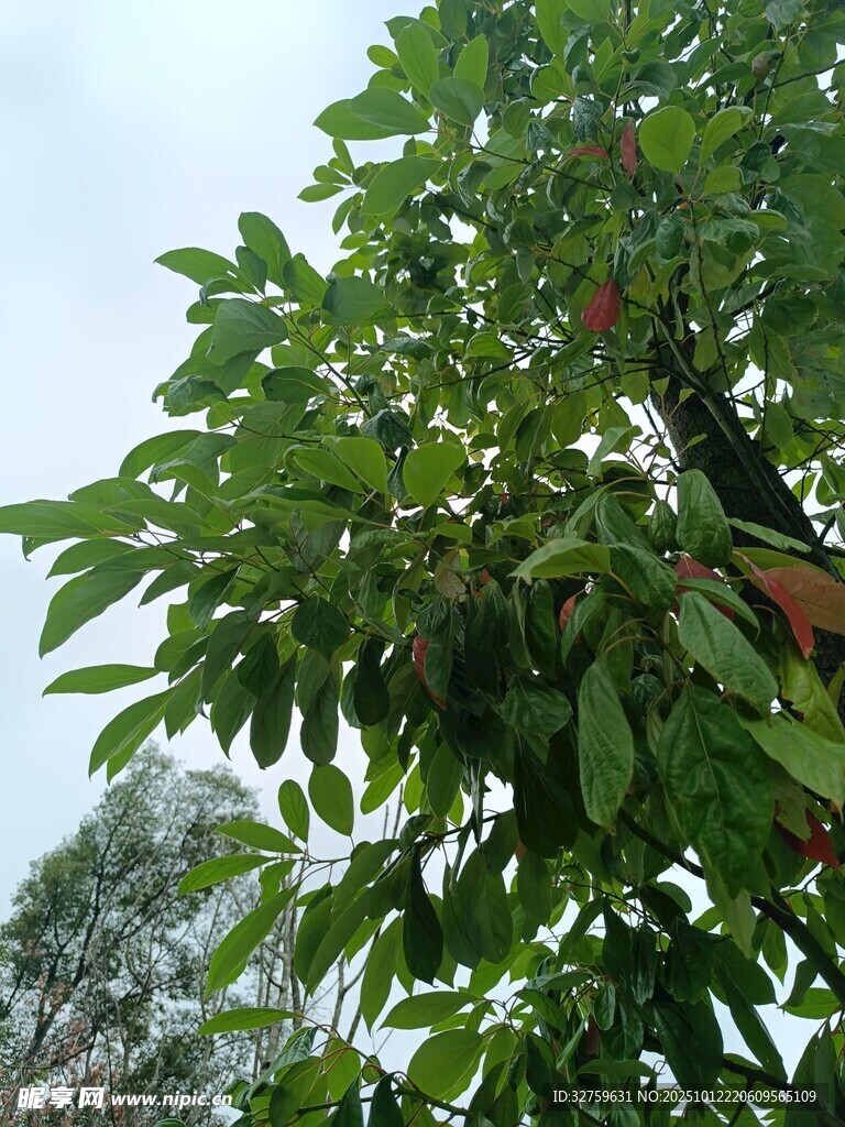 绿叶繁茂的树木