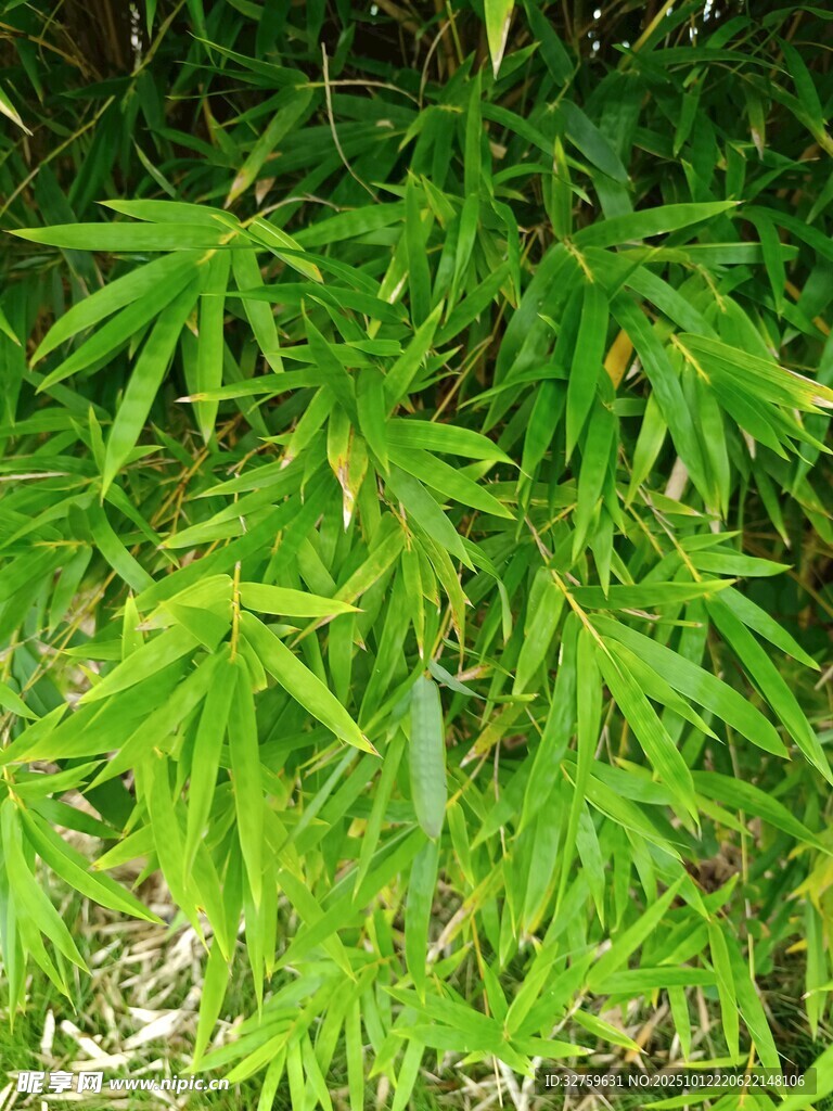 翠绿竹叶特写