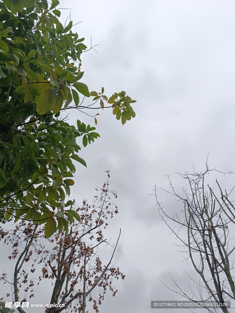 雾中树木景象